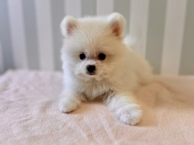 ポメ×ポメマル
