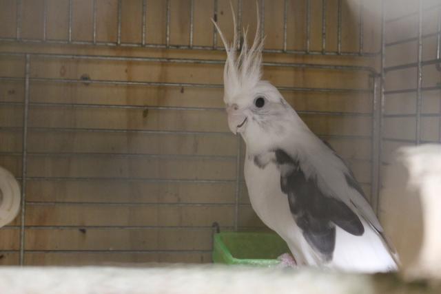 オカメインコ荒鳥