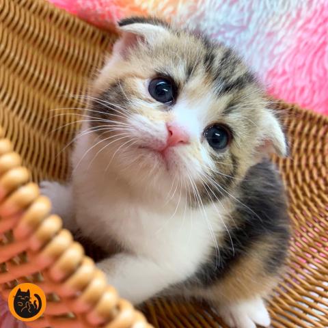 キャッテリーVIVIT（大阪府） - 子犬や子猫たちのペット