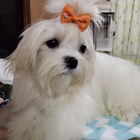 マルチーズ