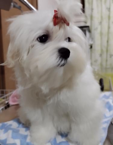 マルチーズ