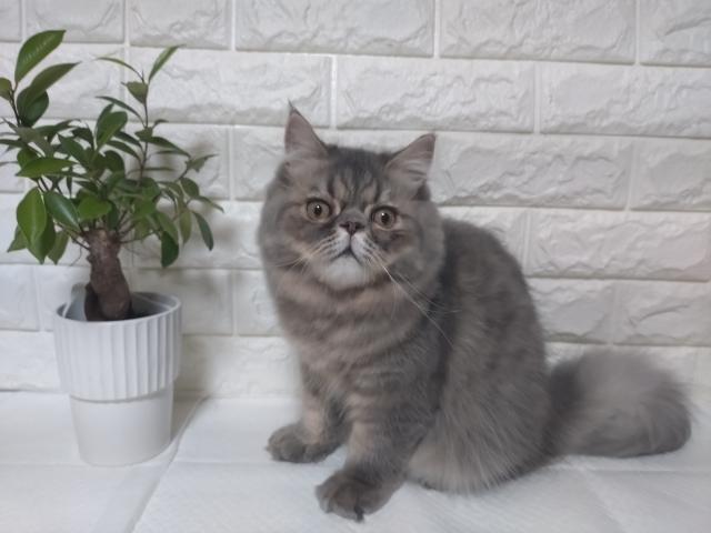エキゾチックショートヘアー