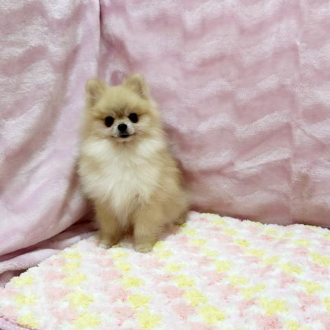 ポメラニアン
