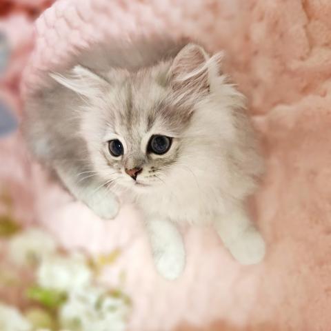 ペルシャ・ヒマラヤンチンチラ