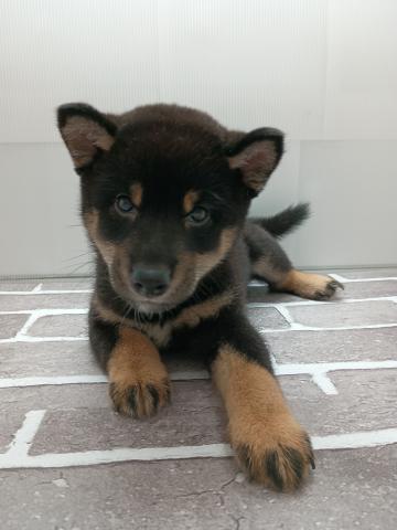 柴犬