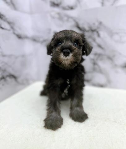 ミニチュアシュナウザー【動画あり】ぬいぐるみ感120％！もこもこ王子登場♡