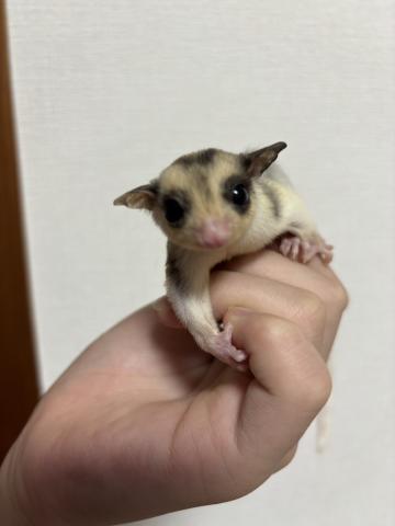 モザイク　リバースストライプ