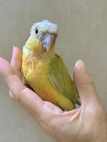 ウロコインコ ①