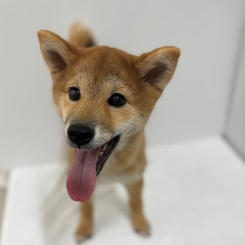 柴犬