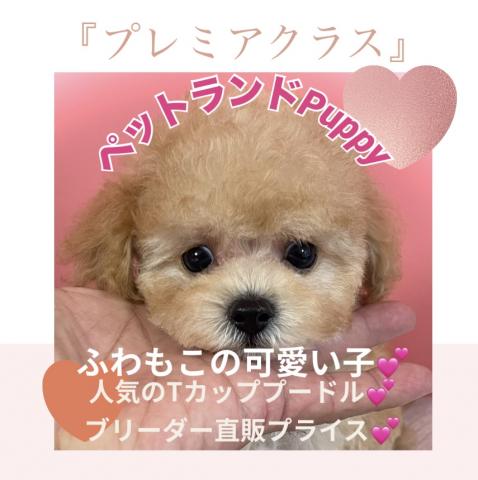 💕ペットランドPuppy💕ブリーダー直販店💕