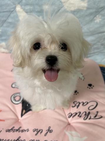 マルチーズ