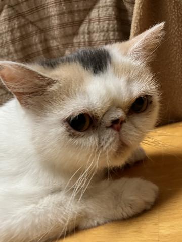 エキゾチックショートヘアー
