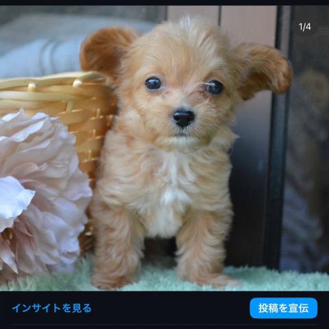 MIXチワプー
