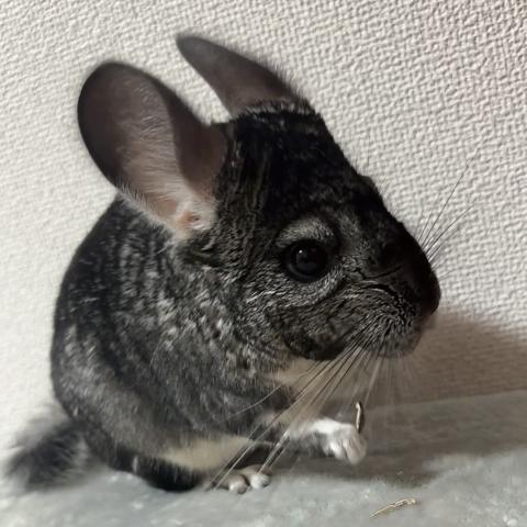 チンチラ　スタンダード
