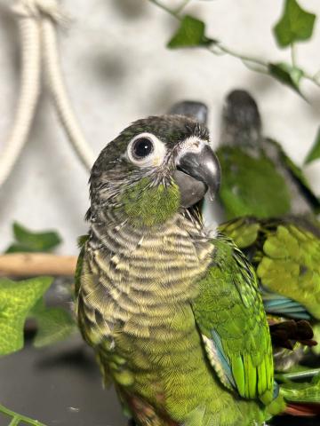 ホオミドリアカオウロコインコ