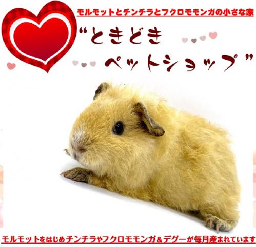 🐹テディモルモット