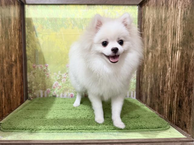 ポメラニアン