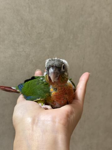 ウロコインコ③