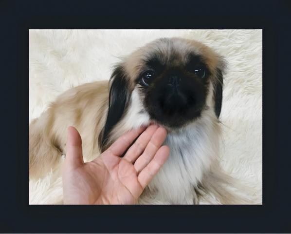 ペキニーズ