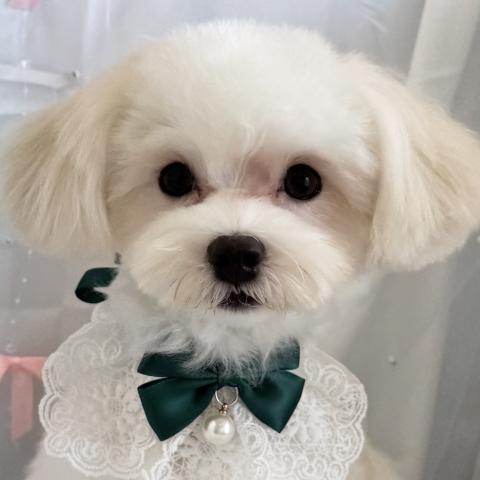 マルチーズ
