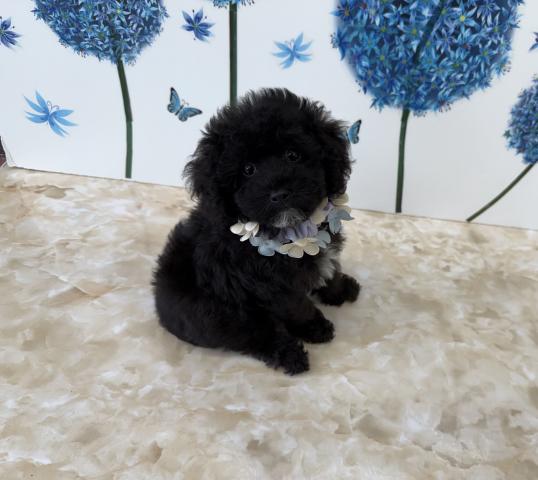 トイプードル♪成犬時2.0〜2.4kg予想