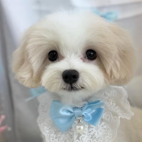 マルチーズ