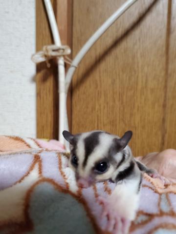 モザイクヘテロクリミノ リューシ