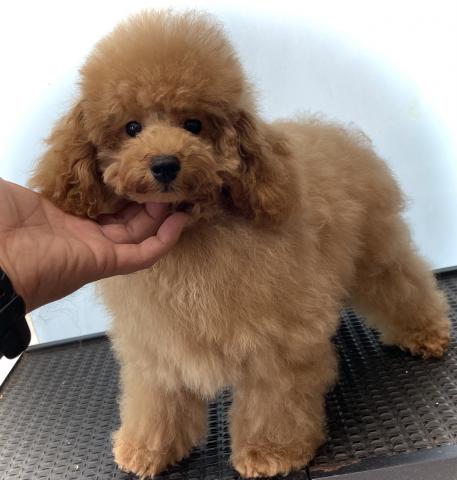 トイプードルサプライズ特価15万円💕✨タイニープードル✨《タイニーサイズ確定犬》小さめな可愛い子💕完璧なマナートレーニング済につき手がかからない子💕お散歩デビュー犬🐾