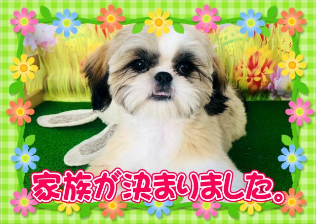 シーズー