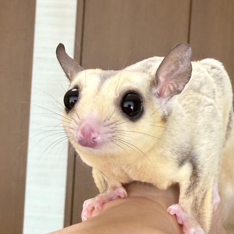 プラチナ
