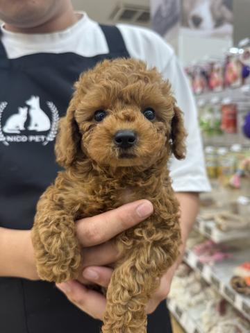 トイプードル