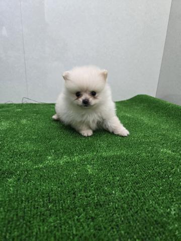 ポメラニアン
