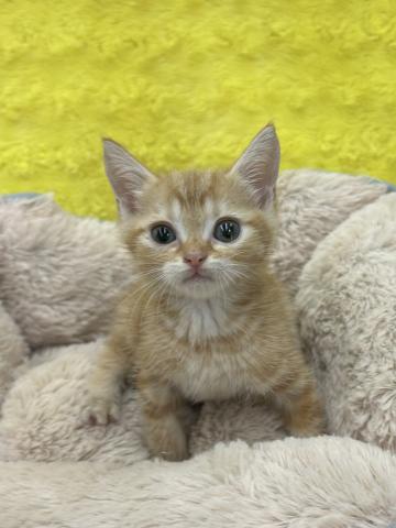 マンチカン㊗️只今!! 子犬💕仔猫❣️最愛なる可愛いキャンペーン中‼️❤️