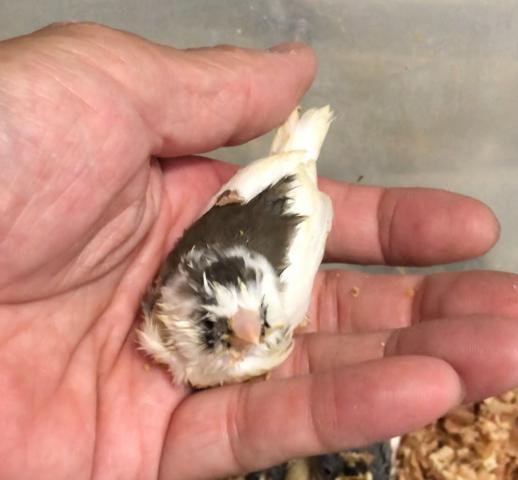 キンカチョウ　パイド