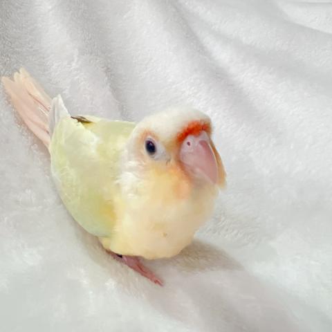 ホオミドリアカオウロコインコ・ムーンチーク 