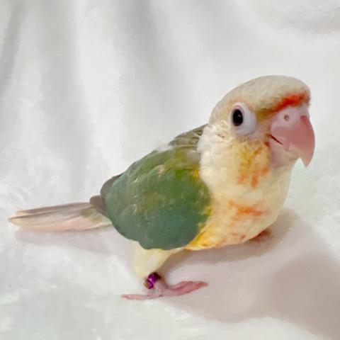ホオミドリアカオウロコインコ・ブルーパイナップル