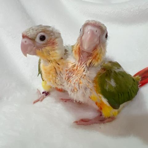 ホオミドリアカオウロコインコ・パイナップル