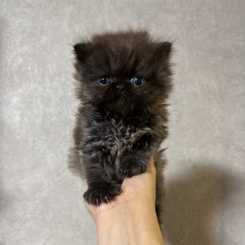 エキゾチックショートヘアー