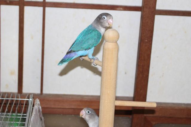ボタン インコ 若鳥