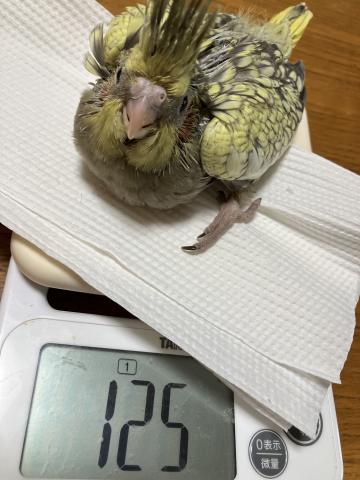 すてぱん様オーダーページ 猫 ウロコインコ ウロコインコ雛の里親募集」群馬県 - 鳥の里親募集(407464