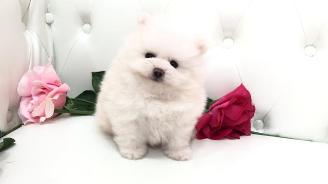 ポメラニアン