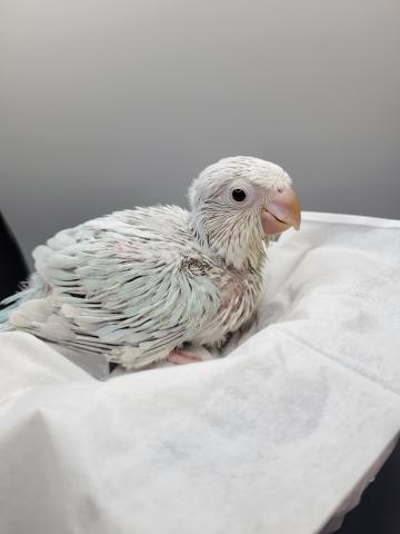 オキナインコ　ブルーパリトイノ♂️