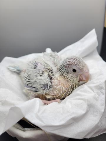 オキナインコ　ブルーパリトイノ♂️