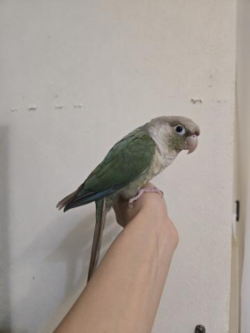 ウロコインコ