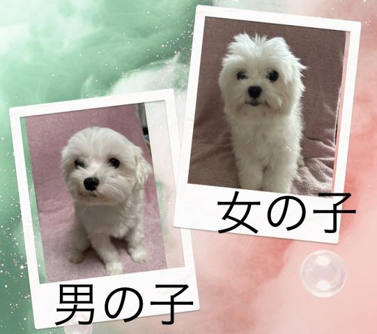 マルチーズ