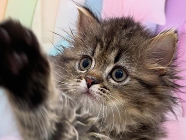 サイベリアン♡プリン