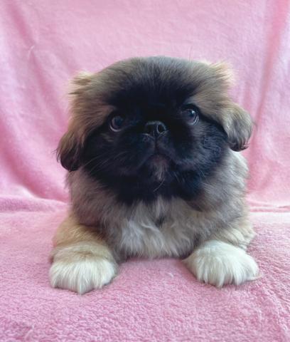 ペキニーズ🐶ぽちゃぽちゃで可愛い男の子✨