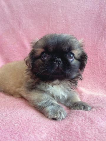 ペキニーズ🐶小ぶりな男の子♪✨