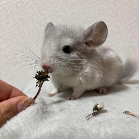 チンチラ　バイオレットパイド