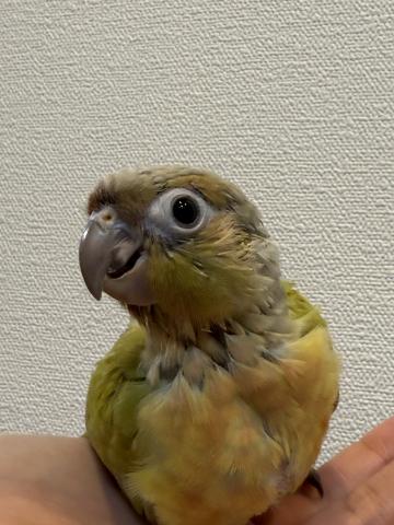 ウロコインコ
